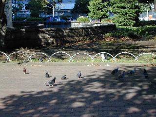 猫と鳩