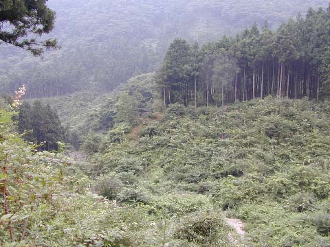 林道3