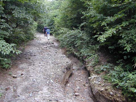林道4