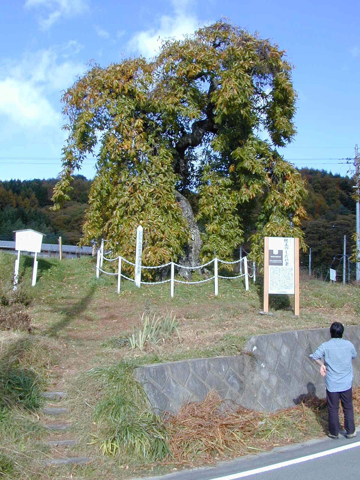 しだれ栗