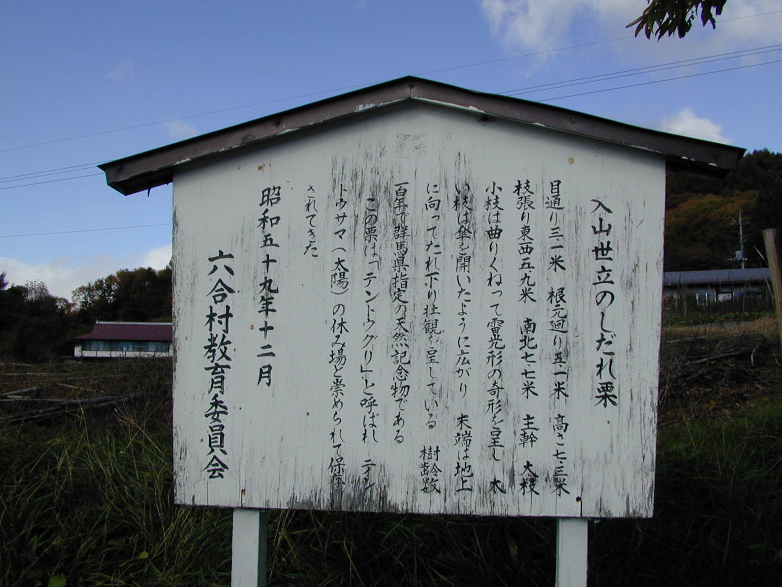 しだれ栗3